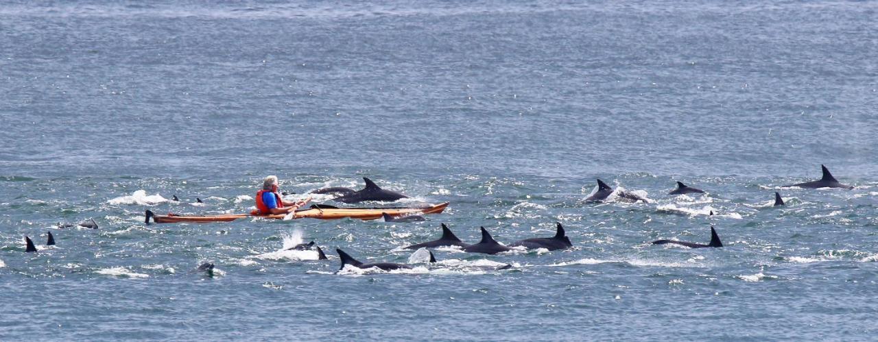 Dolphin Inn Guesthouse Kapsztad Zewnętrze zdjęcie