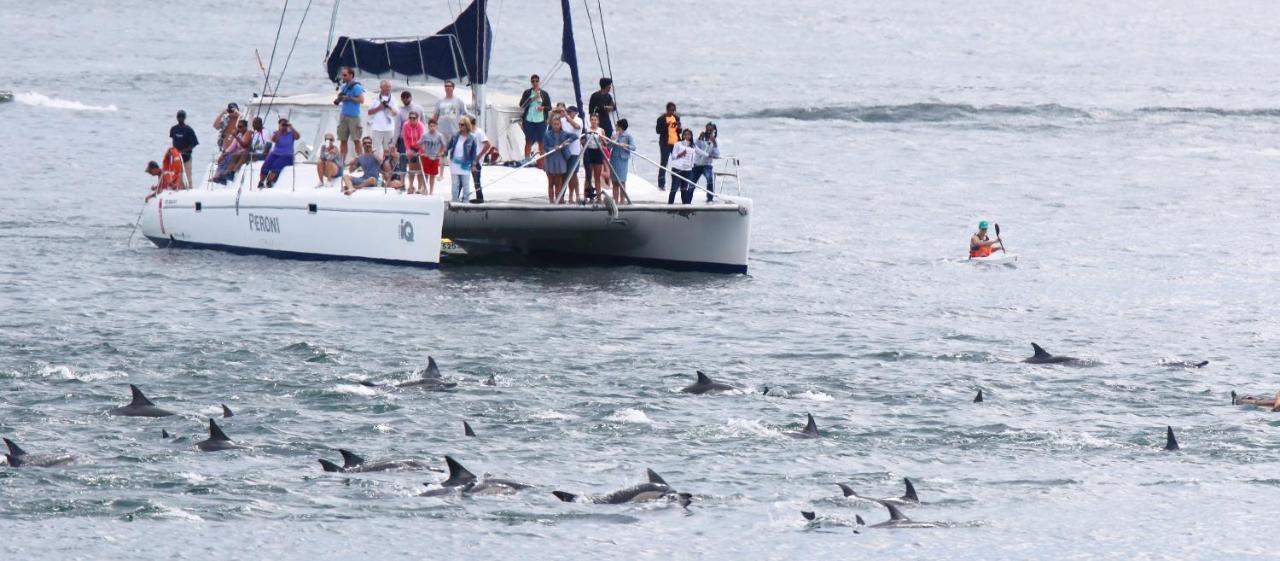 Dolphin Inn Guesthouse Kapsztad Zewnętrze zdjęcie